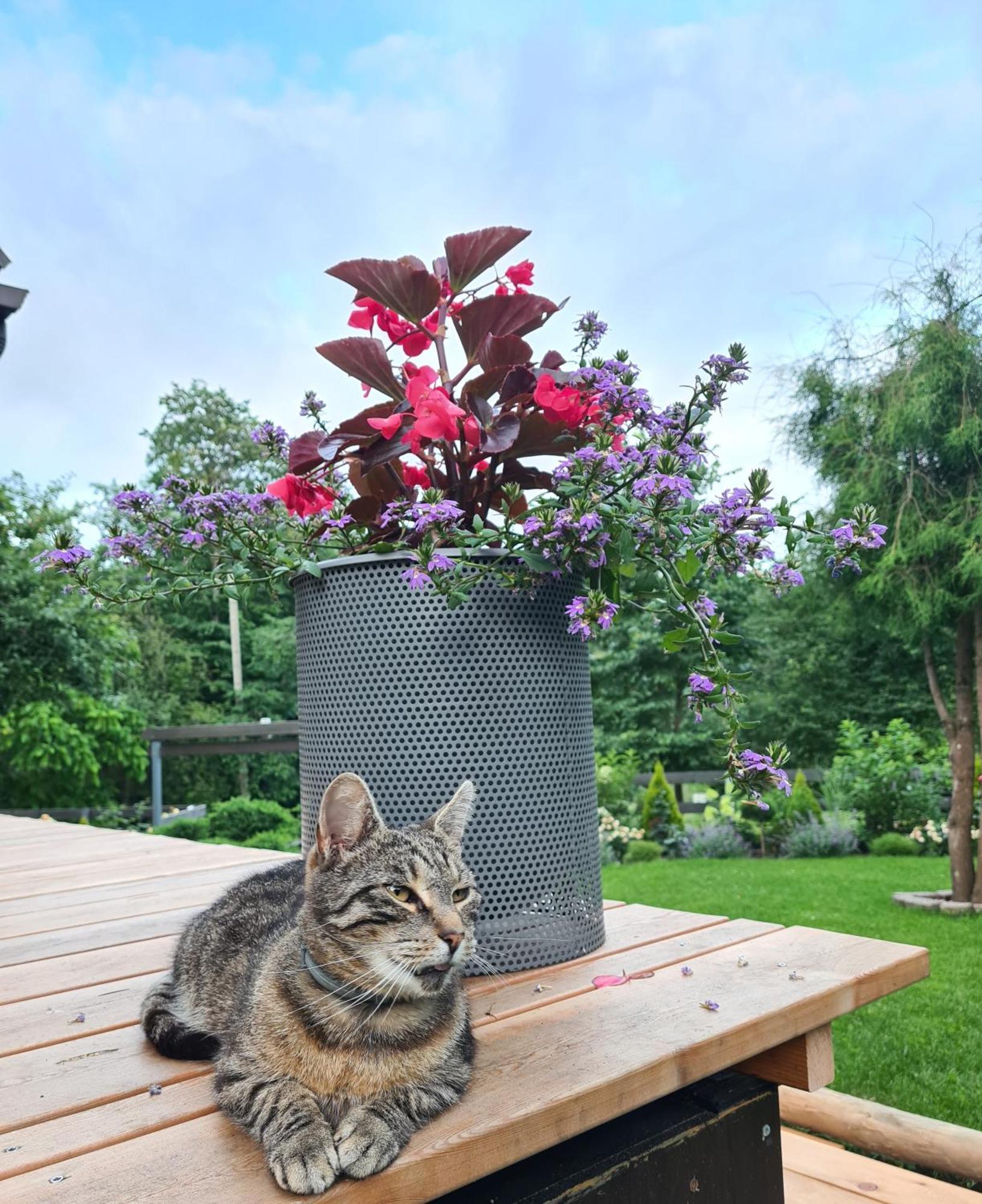 Ferienhaus Summerhome